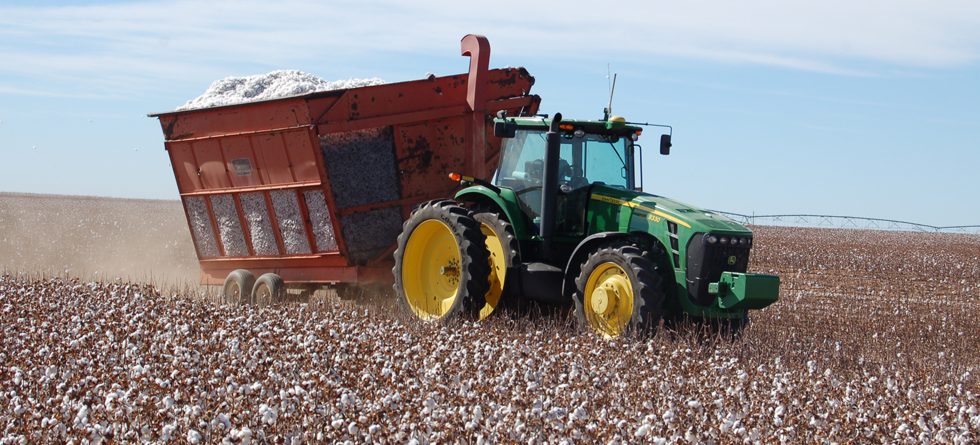 Tractor Harvesting in Cotton Field